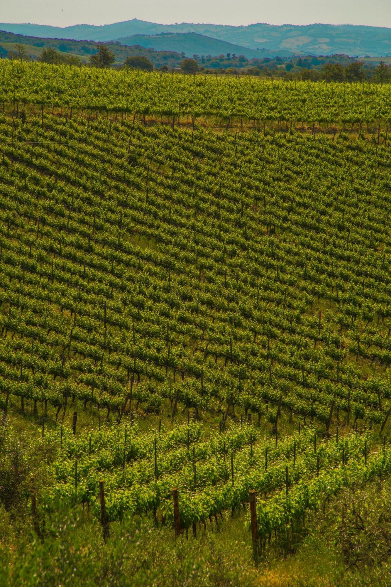 Villa Fattoria Di Magliano Winery Magliano in Toscana Habitación foto